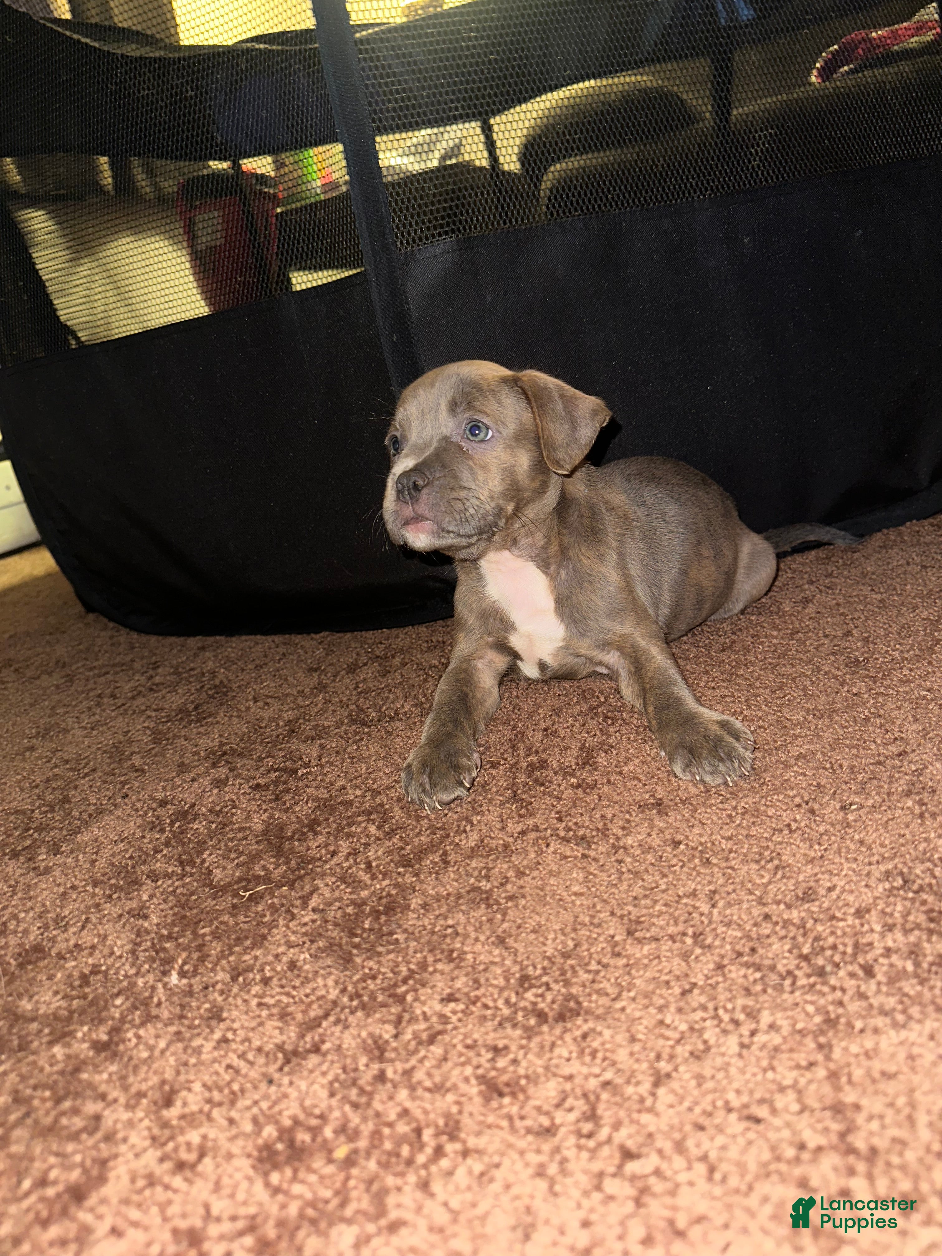 American Bully dogs American Bully Puppy 4 - Ad 10