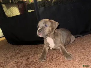 American Bully dogs American Bully Puppy 4 - Ad 6