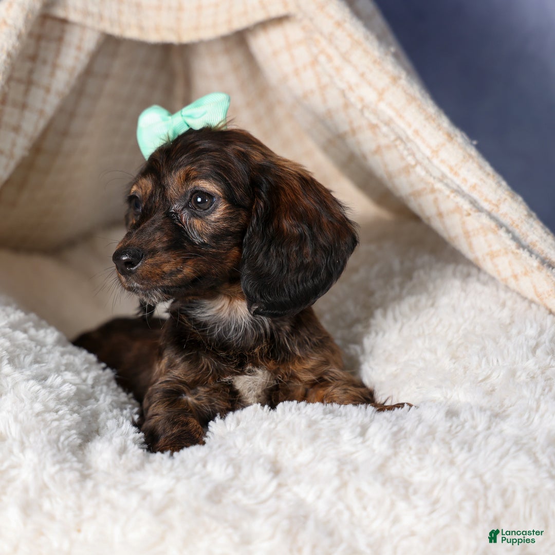 Miniature Dachshund dogs for sale: Cleo - Ad 23