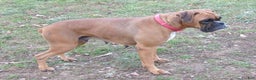 Boxer dogs for stud: Laurel Lila - Ad 2