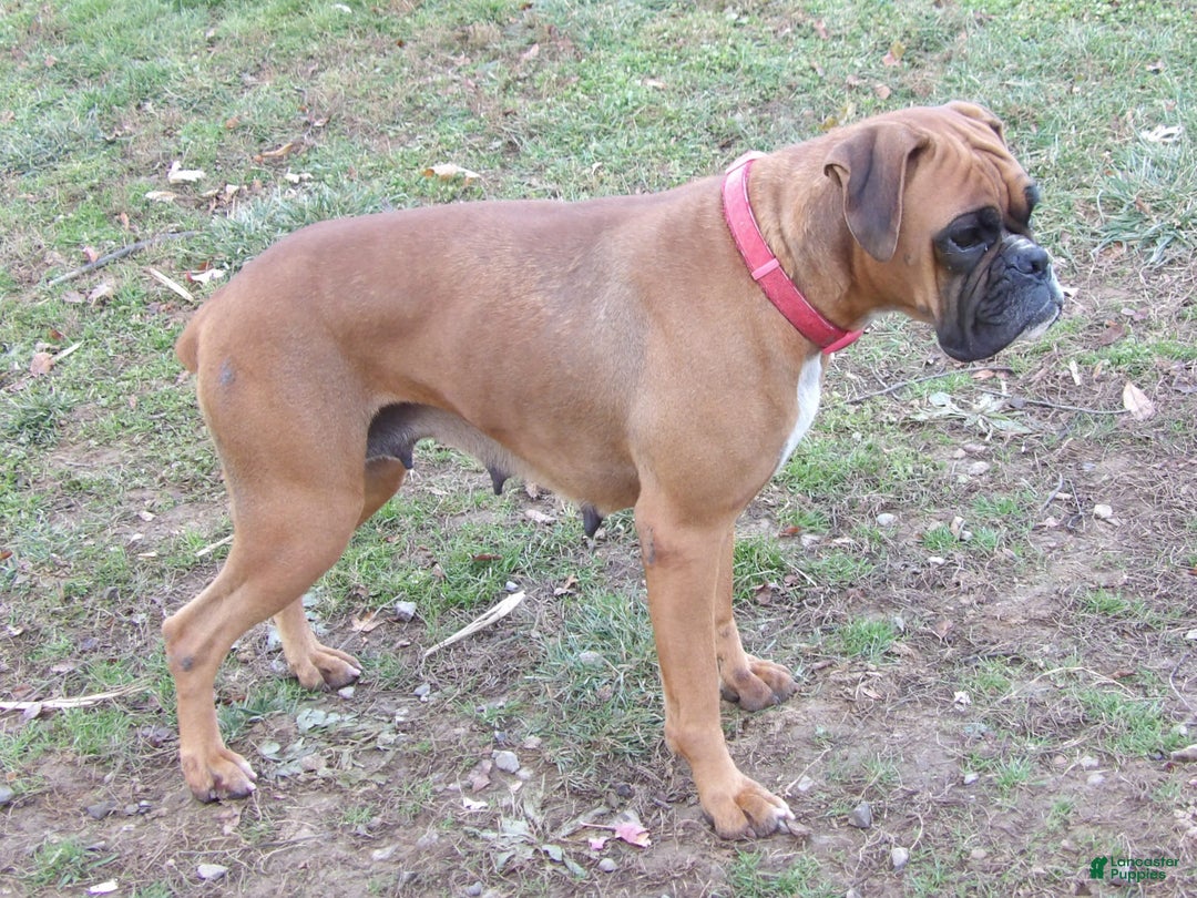 Boxer dogs for stud: Laurel Lila - Ad 2