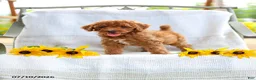 Mini Goldendoodle dogs for sale: Julie - Ad 4