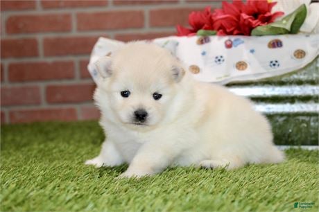 Pomeranian dogs for sale: Pomeranian 1 - Ad 4