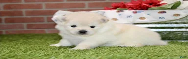 Pomeranian 1