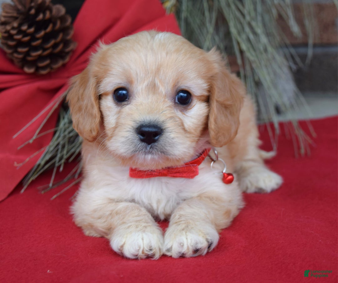 Cavachon dogs for sale: Callie - Ad 6