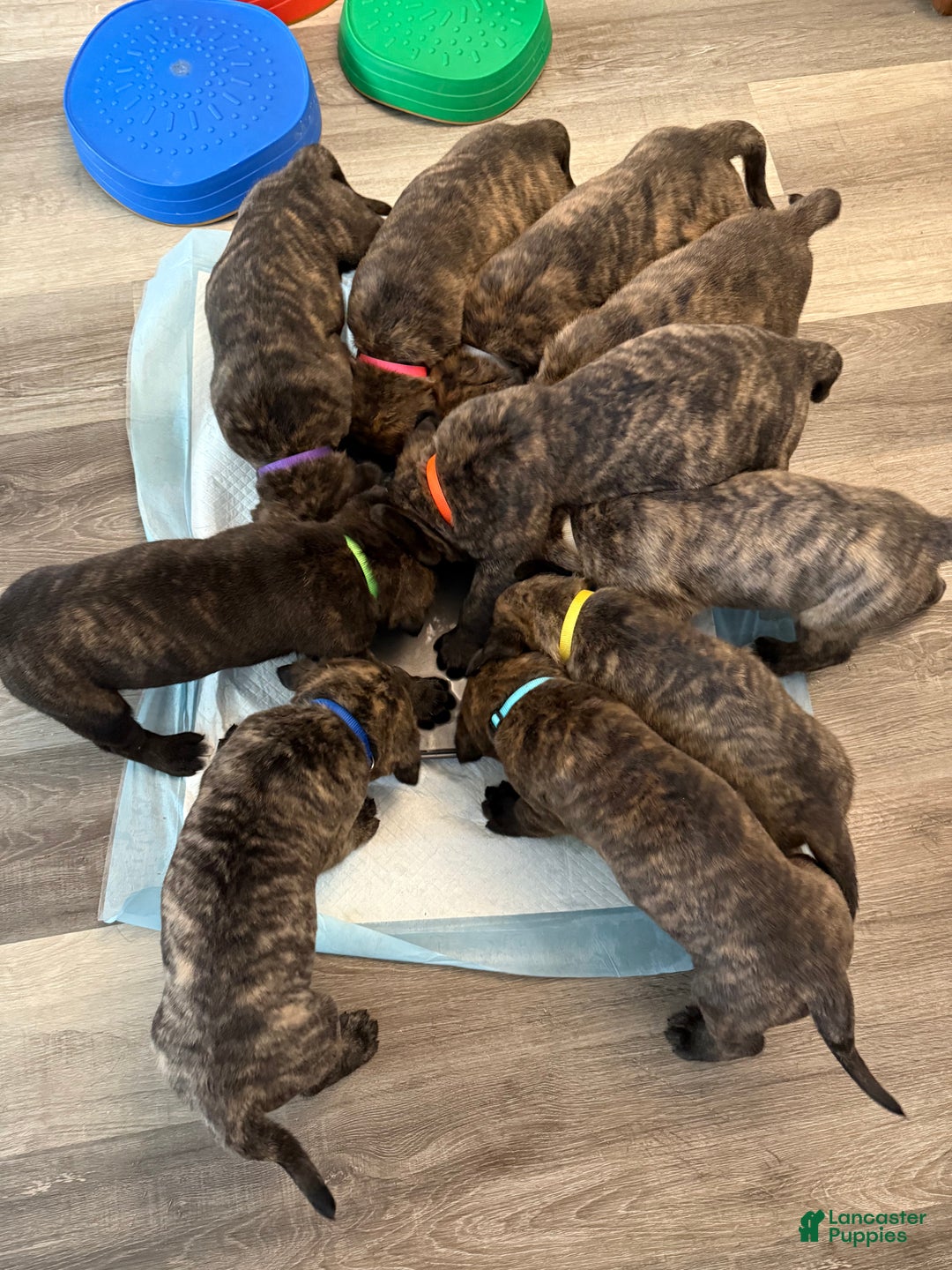 English Mastiff dogs for sale: English Mastiff Puppy “Purple” - Ad 6