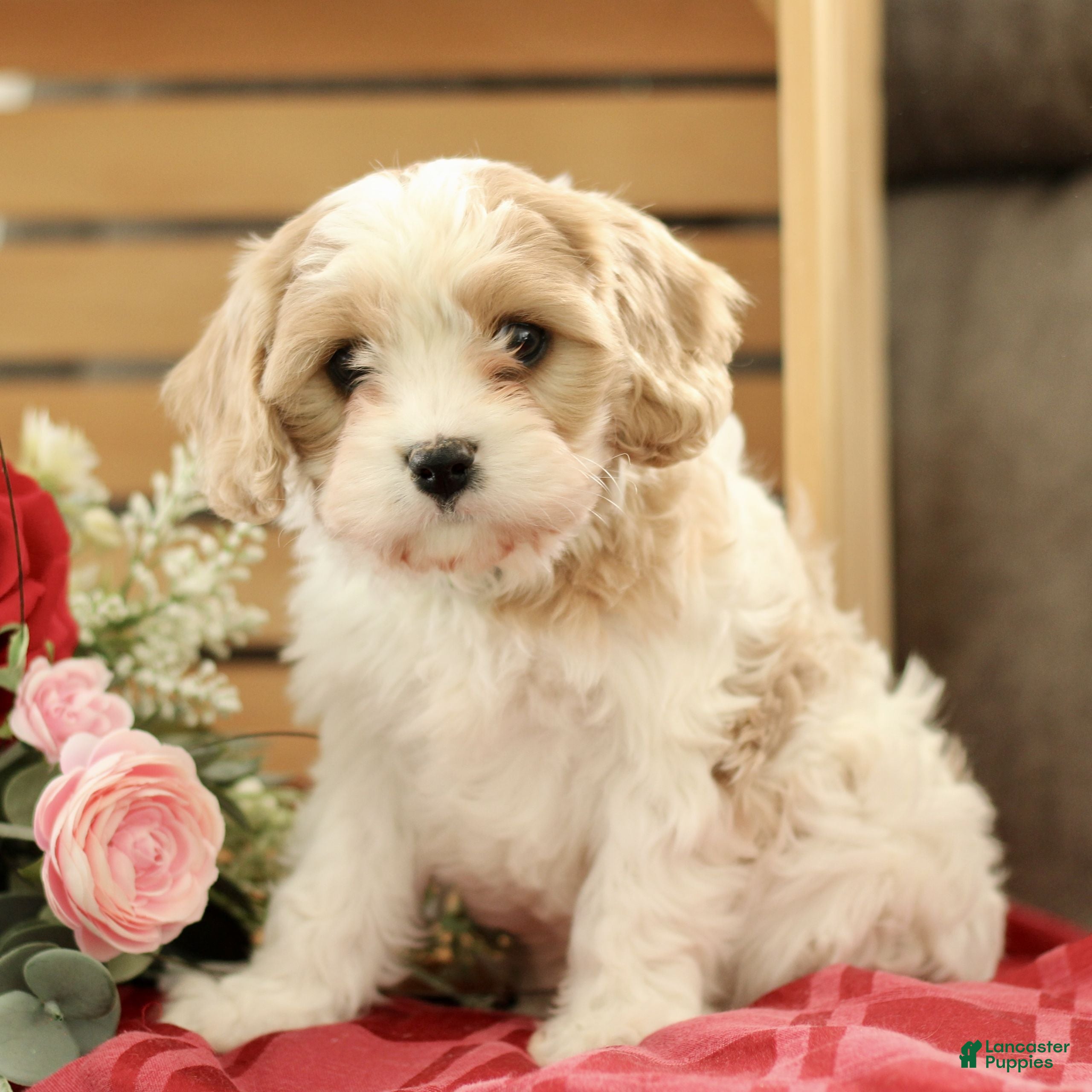 Cavachon dogs Ace  - Ad 2
