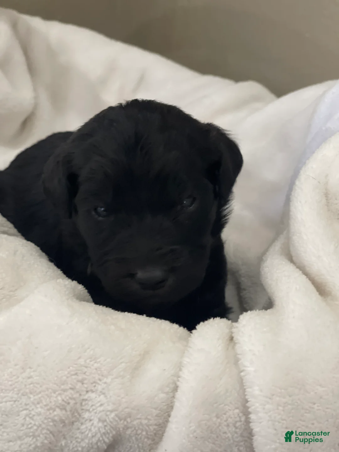 Goldendoodle dogs for sale:  Orange Collar Female - Ad 2