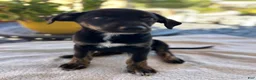 Mixed Breed dogs for sale: Dimond - Ad 2