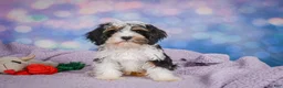 Cavapoo dogs for sale: Duke - Ad 11