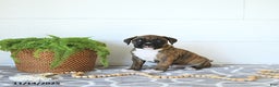 Boxer dogs for sale: Juniper - Ad 10
