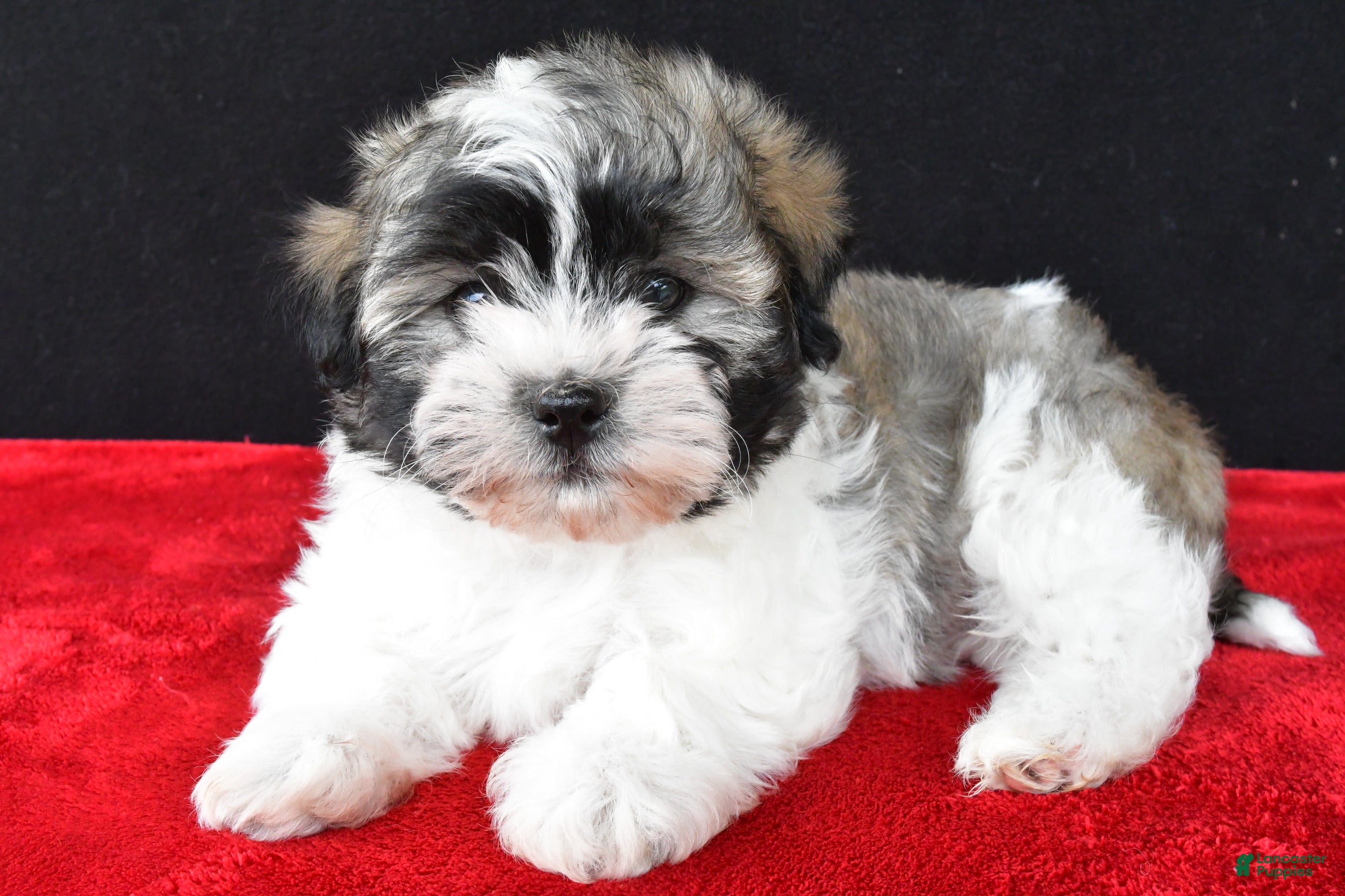 Malshi dogs Jackson - Ad 1