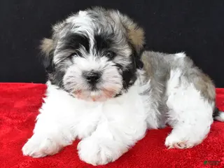 Malshi dogs for sale: Jackson - Ad 2