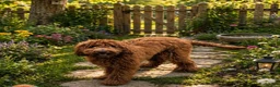 Goldendoodle dogs for sale: Goldendoodle 1 - Ad 1