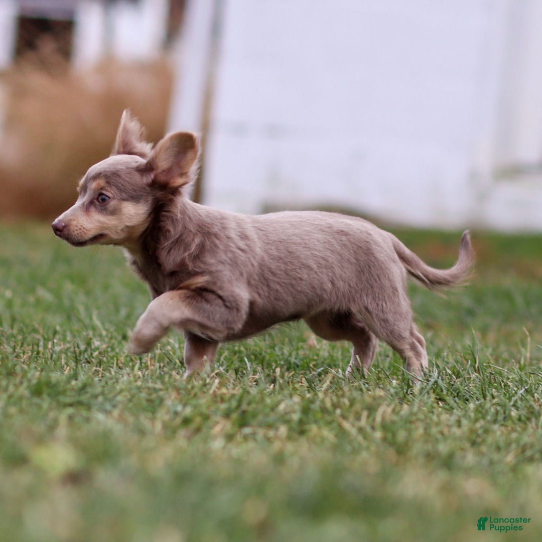 Chihuahua dogs for sale: Pamela - Ad 4