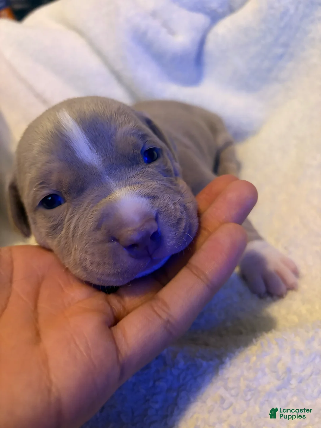 American Pit Bull Terrier dogs for sale: American Pit Bull Terrier Puppy 4 - Ad 2