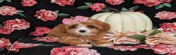 Cavapoo dogs for sale: Rylee - Ad 7