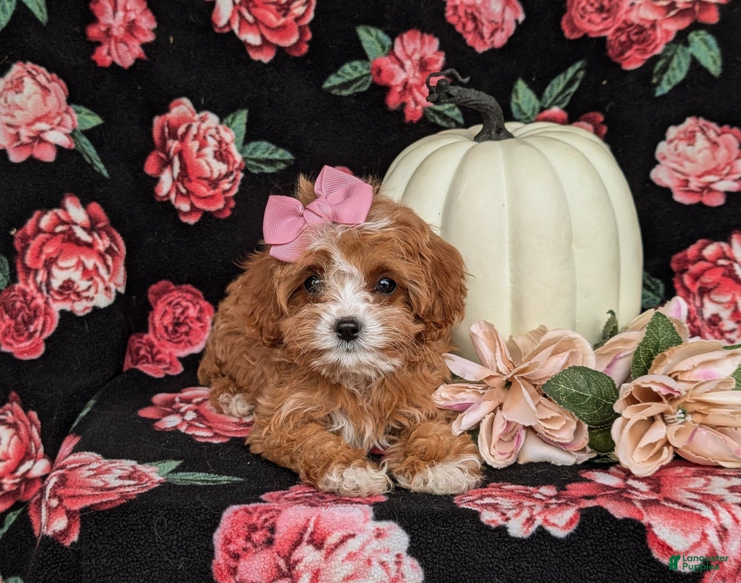 Cavapoo dogs for sale: Rylee - Ad 7