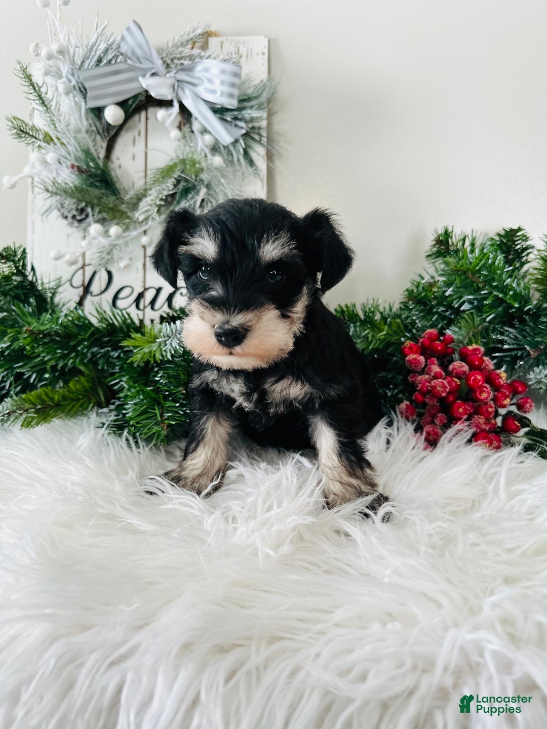 Miniature Schnauzer dogs for sale: Brody - Ad 8