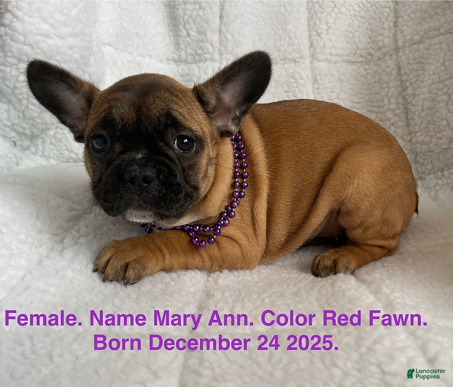 French Bulldog dogs Mary Ann - Ad 1