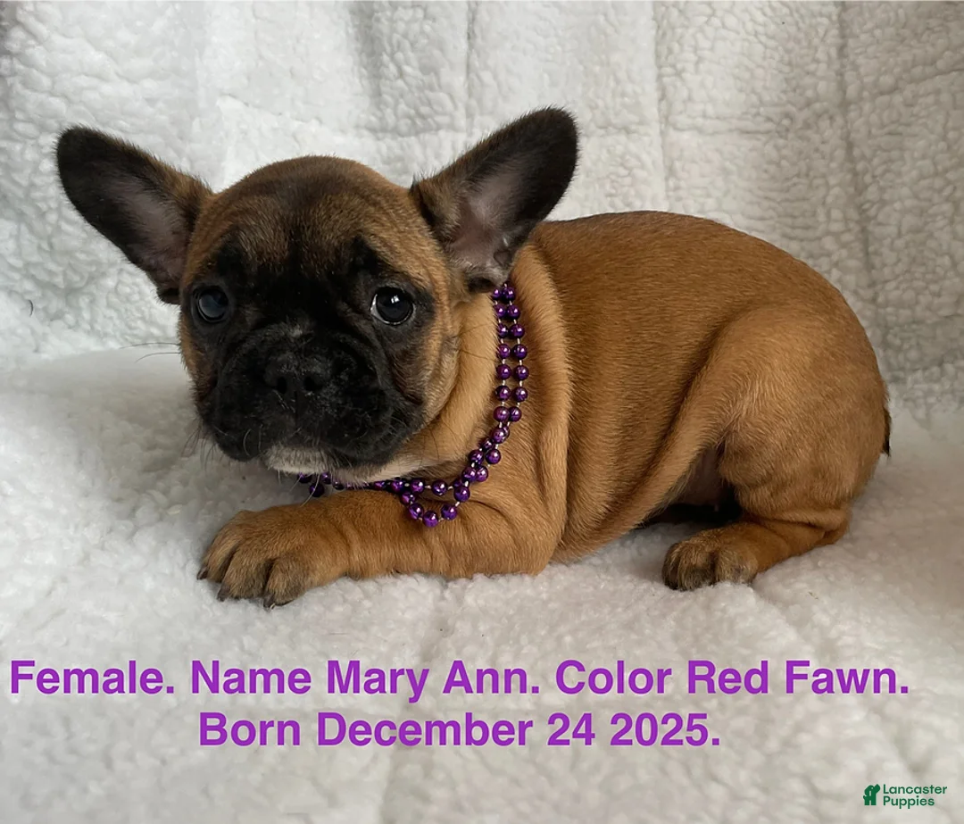 French Bulldog dogs for sale: Mary Ann - Ad 1