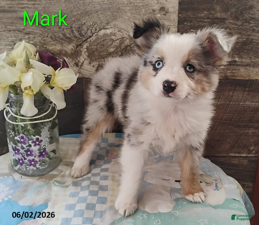Miniature Australian Shepherd dogs for sale: Mark - Ad 4