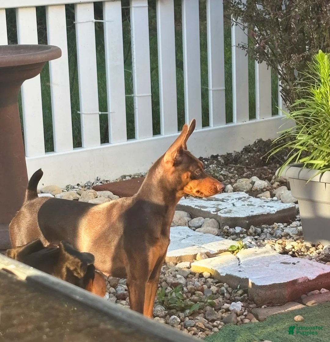 Miniature Pinscher dogs for sale: Honey - Ad 2