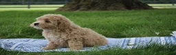 Mini Goldendoodle dogs for sale: Tilly - Ad 5