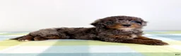 Bernedoodle dogs for sale: Bo Peep - Ad 6