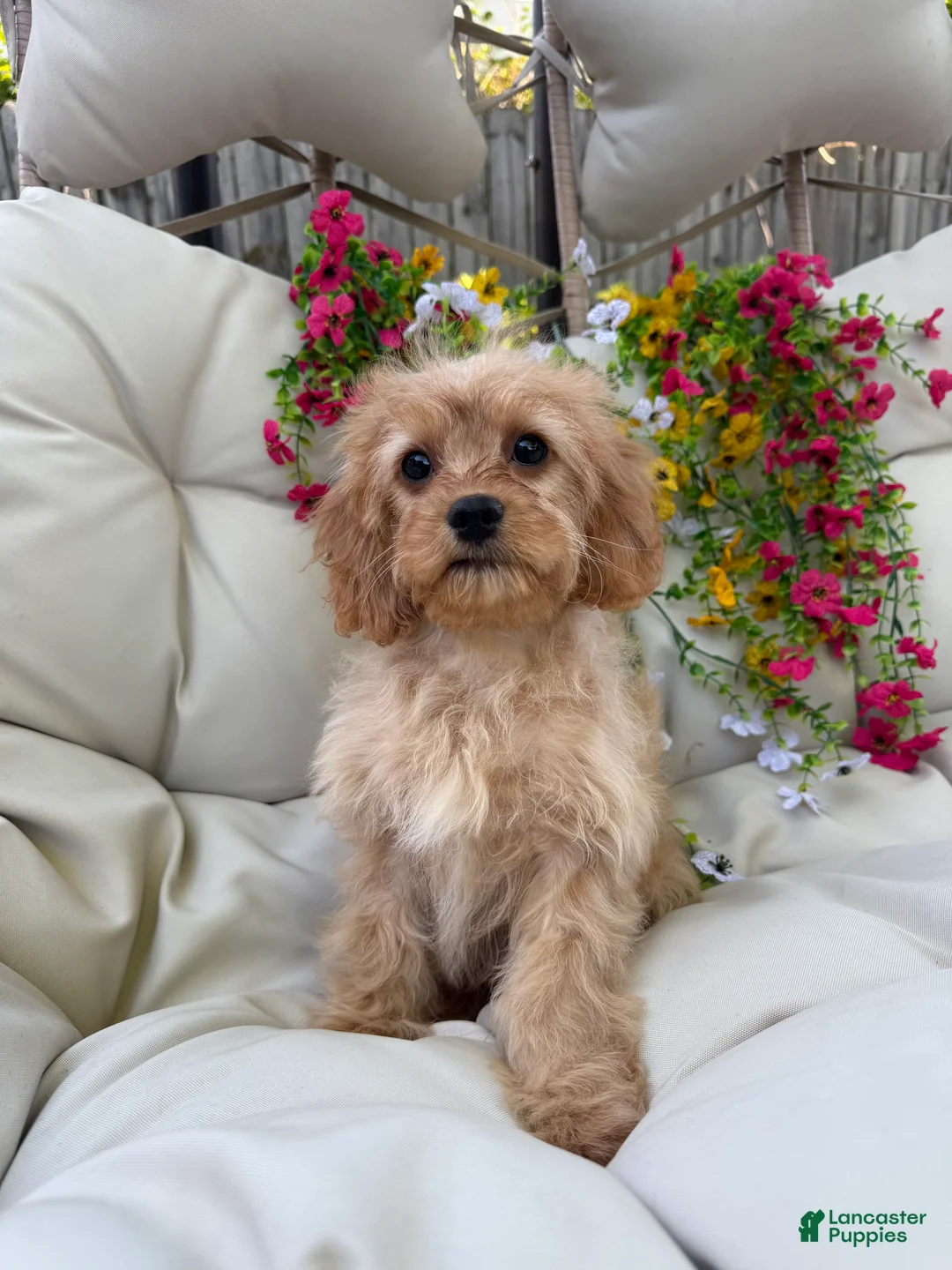 Cavapoo dogs for sale: Belle - Ad 1