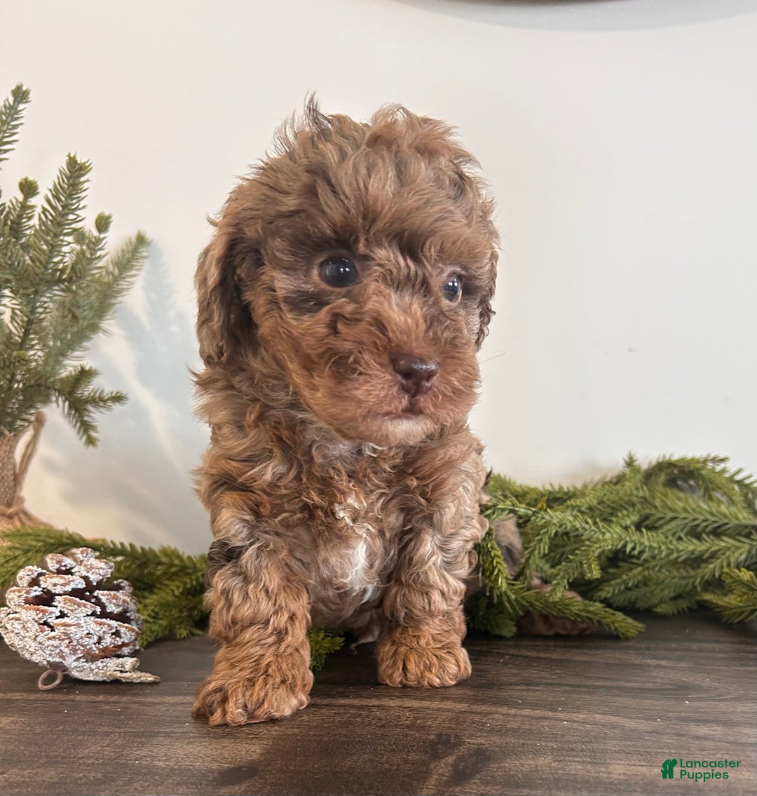 Toy Poodle dogs for sale: Jingle - Ad 3
