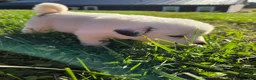 Great Pyrenees dogs for sale: James - Ad 8