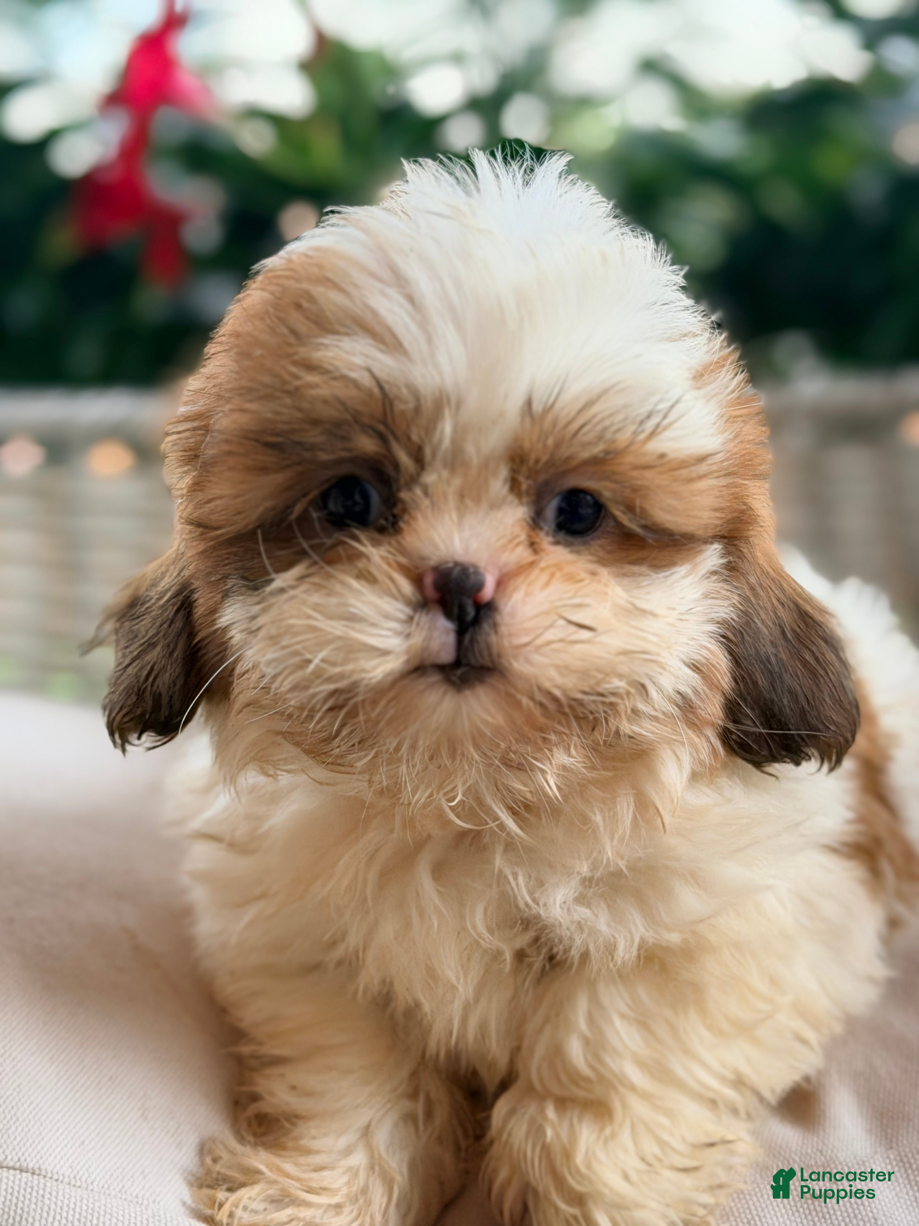 Shih Tzu dogs  1 - Ad 29