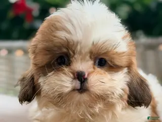 Shih Tzu dogs 1 - Ad 29
