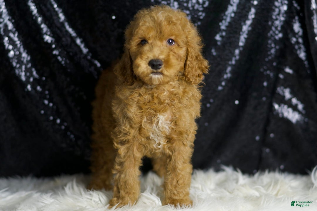 Mini Goldendoodle dogs for sale: Chappy - Ad 5