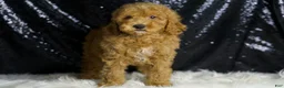 Mini Goldendoodle dogs for sale: Chappy - Ad 4