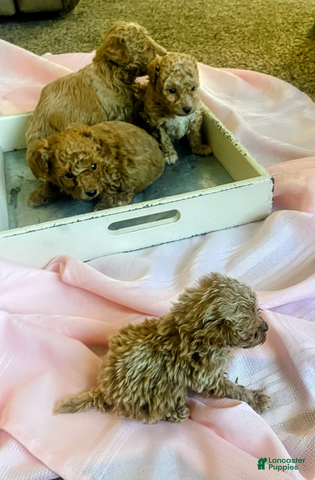 Toy Poodle dogs for sale: ♥️TINY TEACUP TAZZ♥️ - Ad 2