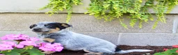 Australian Cattle Dog dogs for sale: Buddy - Ad 5