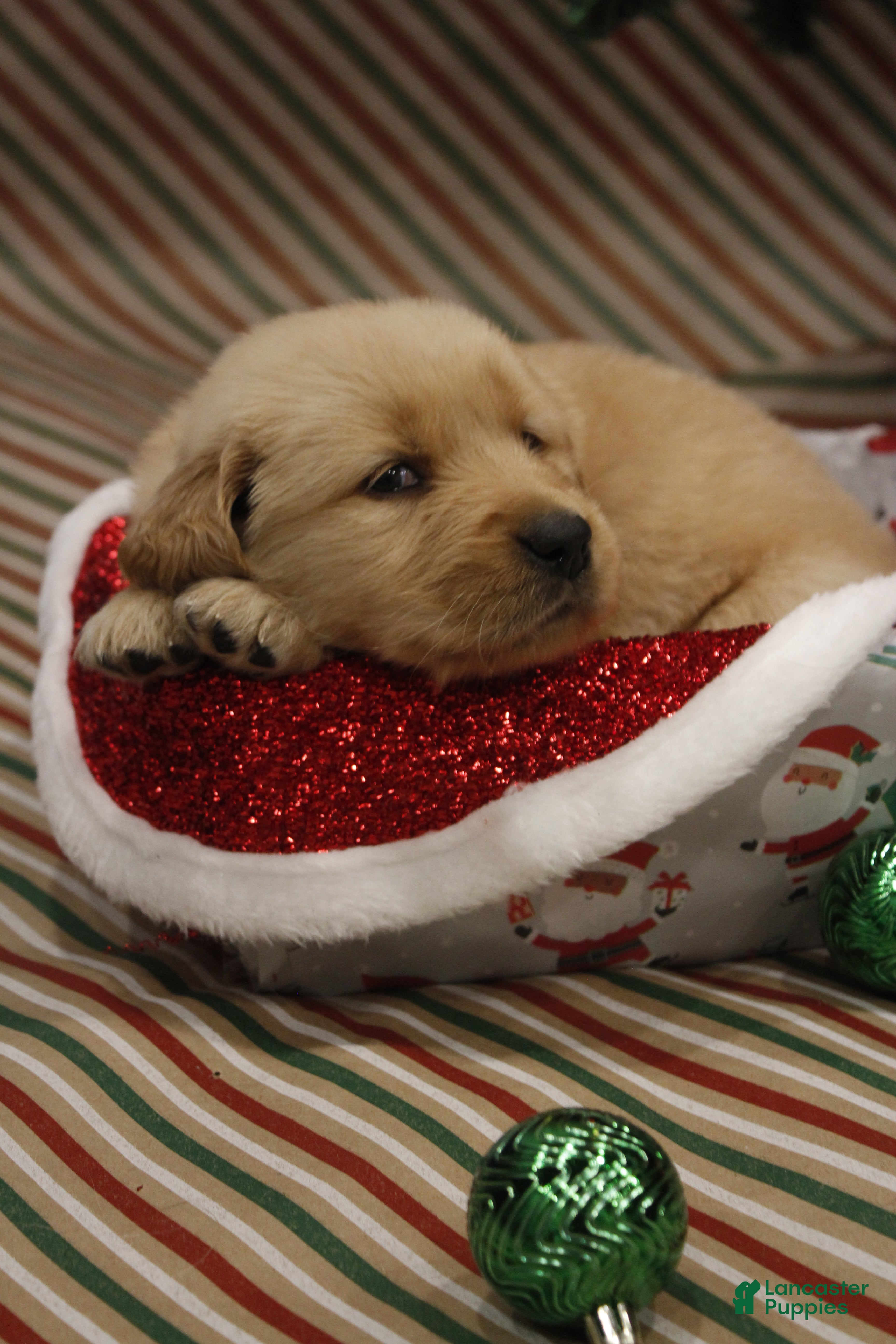 Golden Retriever dogs Noelle  - Ad 19