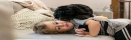 Bernedoodle dogs for sale: Olympic - Ready Now! - Ad 25