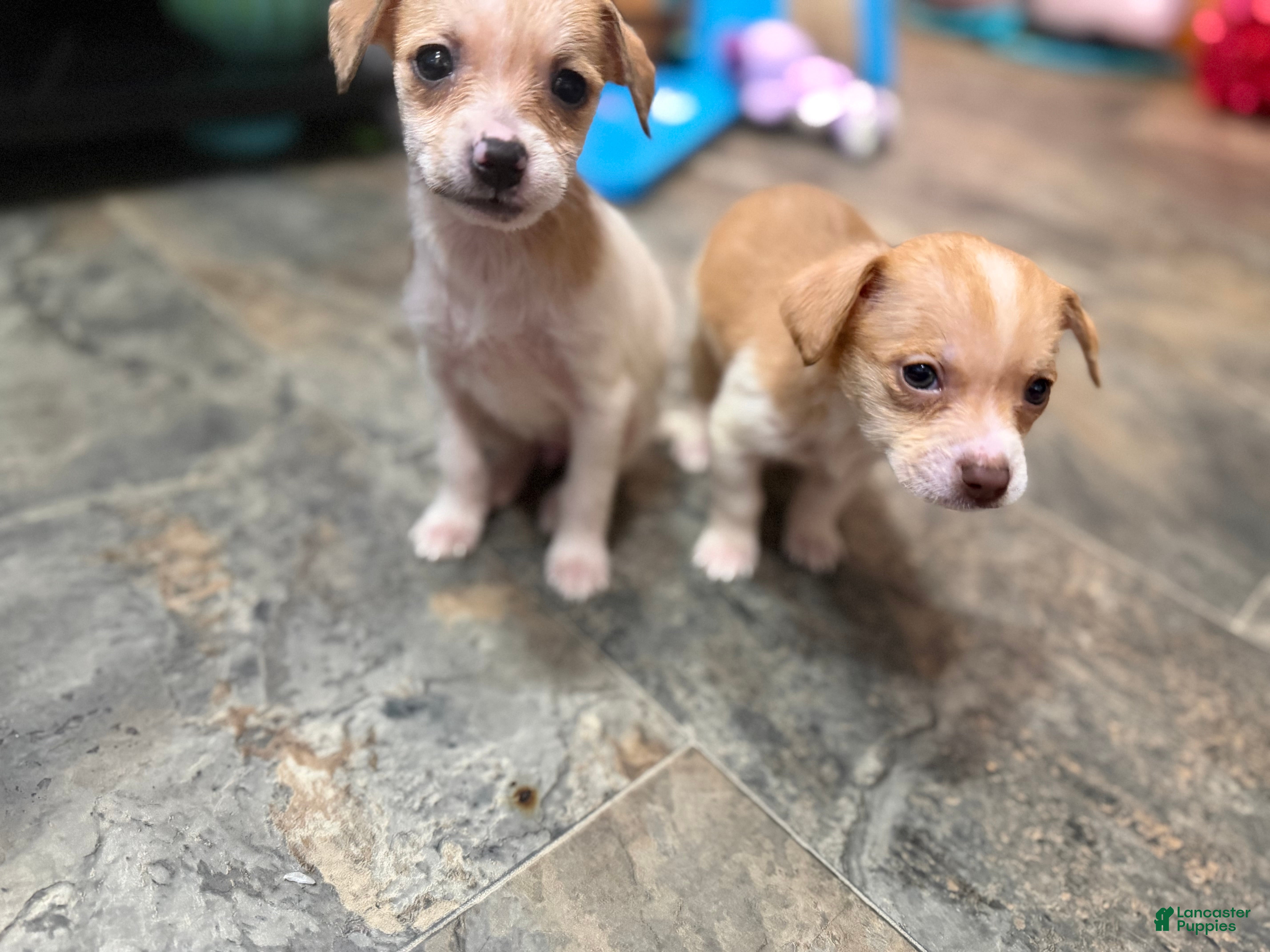 Chihuahua dogs Millie and Josie - Ad 2