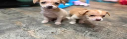 Chihuahua dogs for sale: Millie and Josie - Ad 2