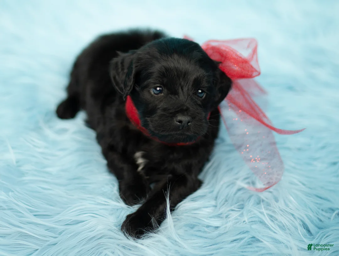 Maltipoo dogs for sale: Simba - Ad 1