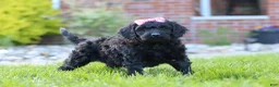 Newfypoo dogs for sale: Sofie - Ad 3
