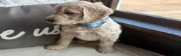Mini Goldendoodle dogs for sale: Aspen  - Ad 4