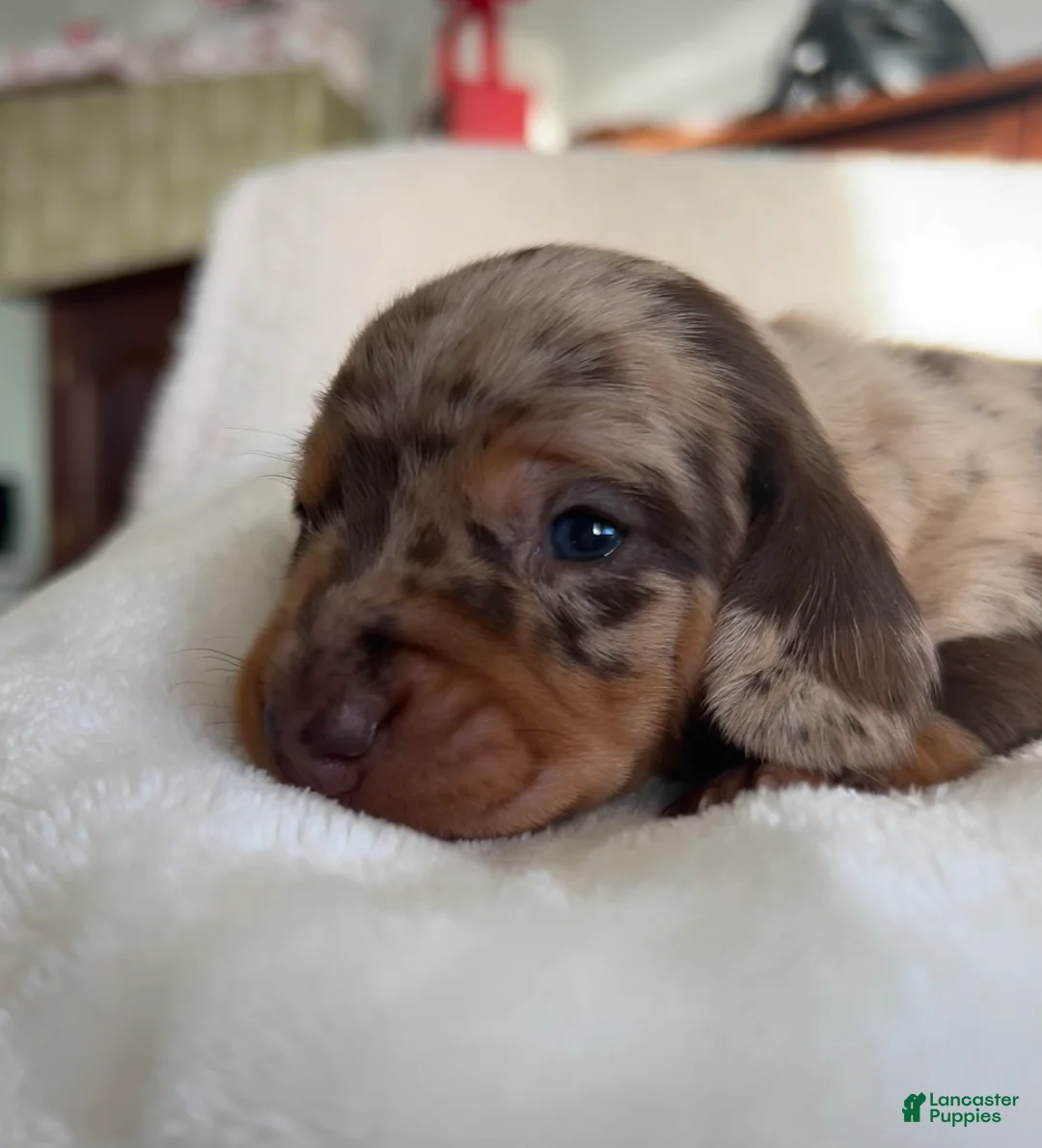 Miniature Dachshund dogs for sale: Moxy - Ad 1