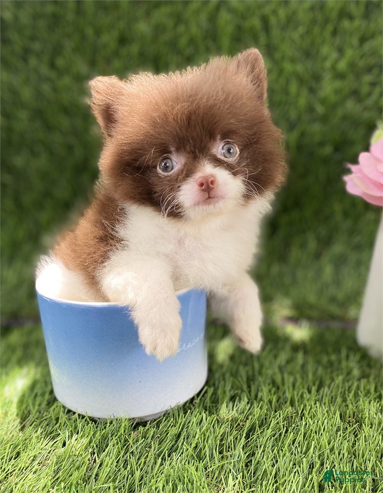 Pomeranian dogs Pomeranian 1 - Ad 21