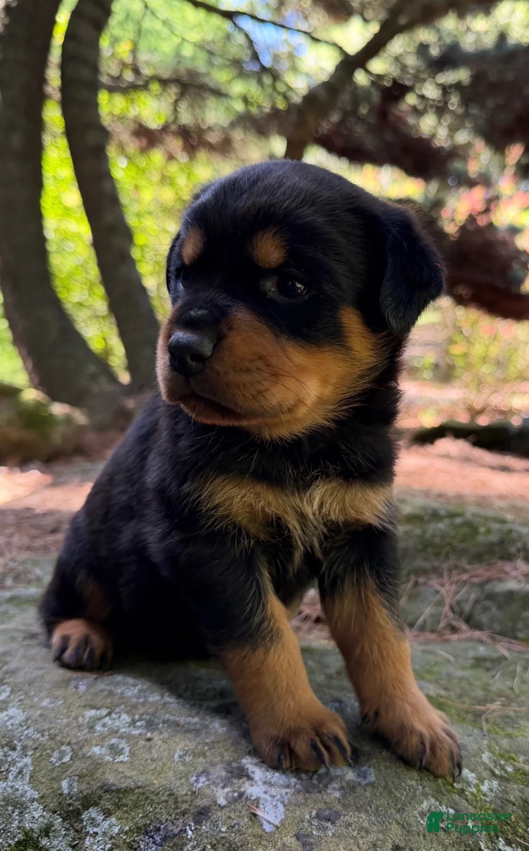 Rottweiler dogs for sale: Rottweiler 7 - Ad 1