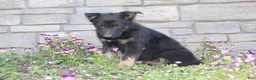 German Shepherd dogs for sale: Dylan  - Ad 3