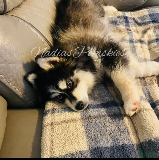 Gallery Image {{count}}